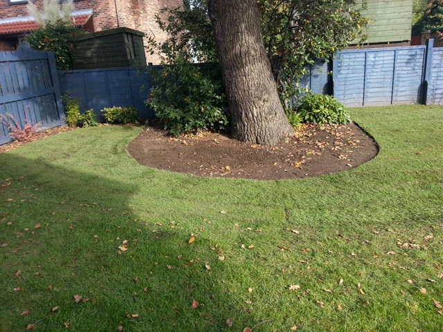 Stadium Lawn Turf