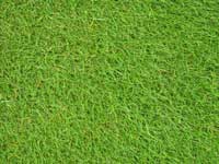 chewingsfescue-7seas